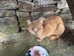 Found/Stray Unknown Cat last seen New Rosedale @ Southern Woods Dr, Armuchee, GA 30105