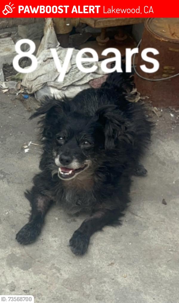 Lost Male Dog last seen Lakewood area, train tracks, hidden in backyard, Lakewood, CA 90712