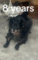 Lost Male Dog last seen Lakewood area, train tracks, hidden in backyard, Lakewood, CA 90712