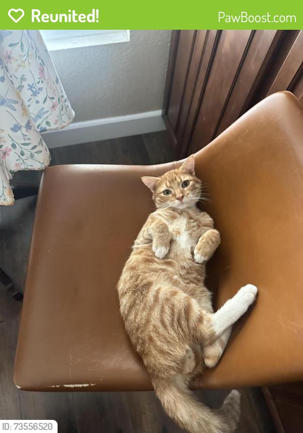Reunited Male Cat last seen Butterflied ranch elementary, Chino Hills, CA 91708