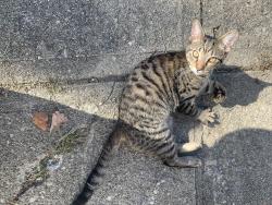 Found/Stray Male Cat last seen Near Seward Ave Cincinnati Ohio 45231, Cincinnati, OH 45231