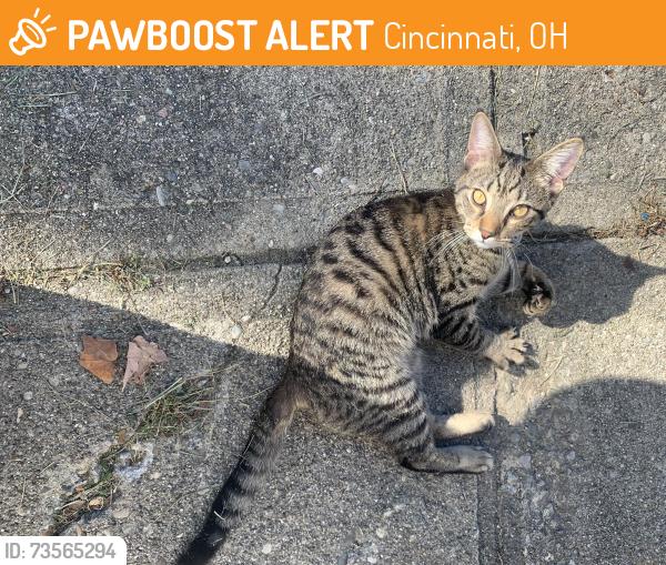 Found/Stray Male Cat last seen Near Seward Ave Cincinnati Ohio 45231, Cincinnati, OH 45231