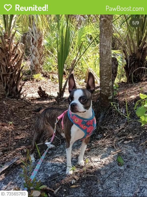 Reunited Female Dog last seen Trask & Darlington dr holiday area, Holiday, FL 34691