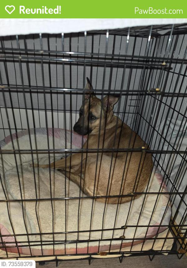 Reunited Female Dog last seen Near tablerock, Medford, OR 97501