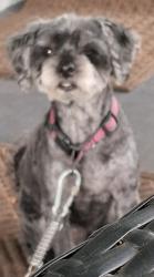Reunited Female Dog last seen Near the exit of Woodbridge, Davie, FL 33331