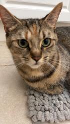 Reunited Female Cat last seen Church, Toronto, ON M1B 1H6