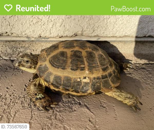 Reunited Male Reptile last seen Ventana Dr, Fontana, 92336, Fontana, CA 92336