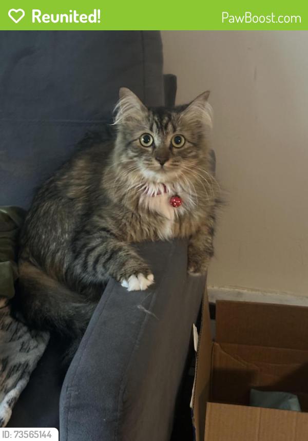 Reunited Female Cat last seen Colfax ave & w Oakland, Pompton Lakes, NJ 07442
