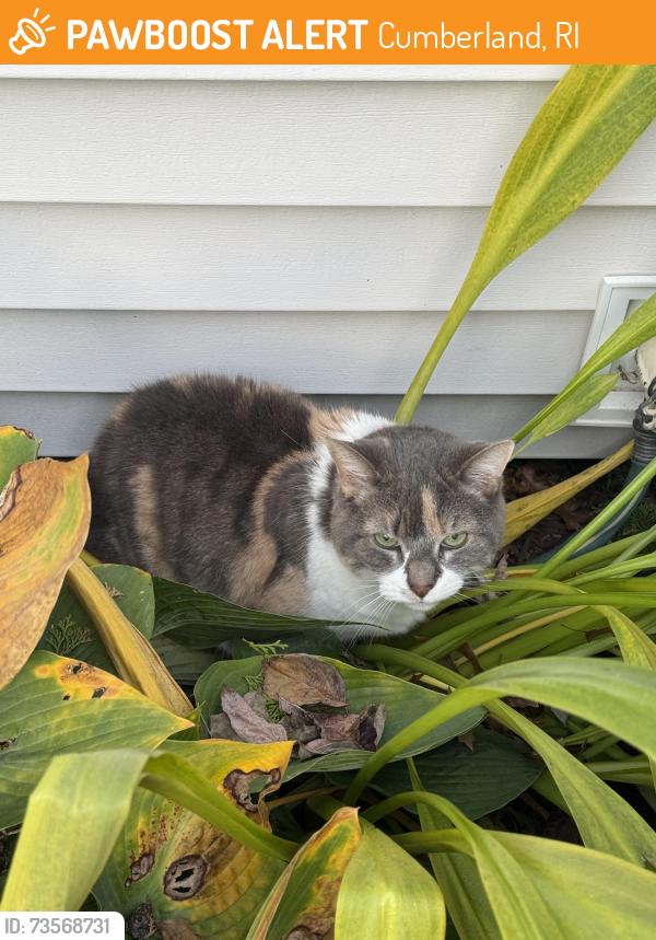 Found/Stray Female Cat last seen Near Melody Lane, Cumberland, RI, Cumberland, RI 02864