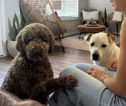 Reunited Male Dog last seen Lora Smith, Newnan, GA 30265