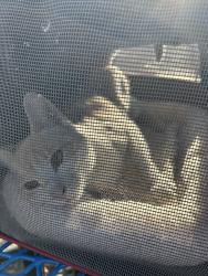 Found/Stray Male Cat last seen Bell Ave, Sacramento, CA 95838