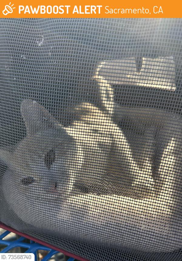 Found/Stray Male Cat last seen Bell Ave, Sacramento, CA 95838