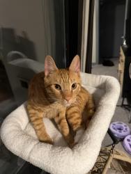 Reunited Male Cat last seen Near s westshore blvd Tampa FL, Tampa, FL 33616