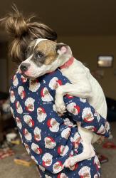 Reunited Female Dog last seen Privet Dr, Killeen, TX 76549, USA, Killeen, TX 76549