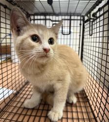 Shelter Stray Male Cat last seen W DELANO ST/ ELWYN AVE, 95626, 3839 Bradshaw Rd, Sacramento, CA 95827, USA