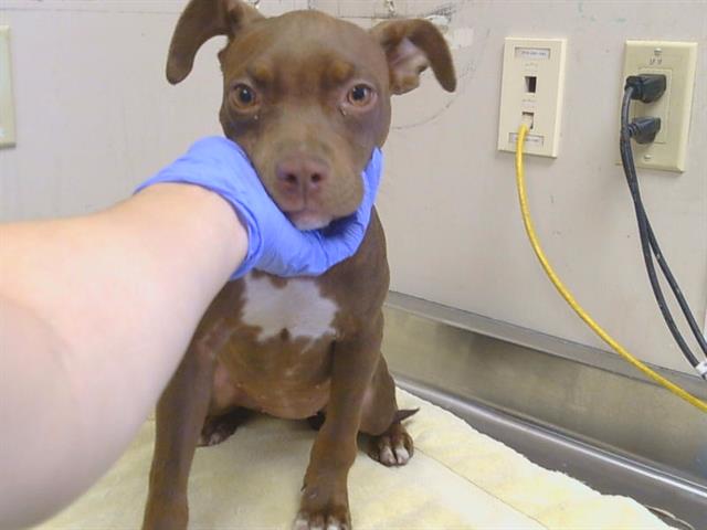 Shelter Stray Female Dog last seen WATT AVE/MARCONI AVE, 95821, 3839 Bradshaw Rd, Sacramento, CA 95827, USA