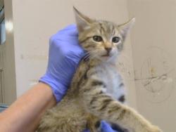 Shelter Stray Male Cat last seen FREEPORT BLVD/FREEPORT BRIDGE, 95832, 3839 Bradshaw Rd, Sacramento, CA 95827, USA