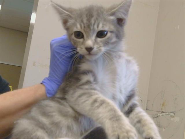 Shelter Stray Male Cat last seen FREEPORT BLVD/FREEPORT BRIDGE, 95832, 3839 Bradshaw Rd, Sacramento, CA 95827, USA