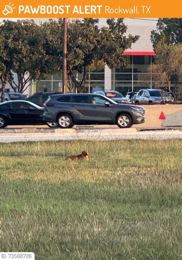 Found/Stray Unknown Dog last seen Rockwall County Library, Rockwall, TX 75087