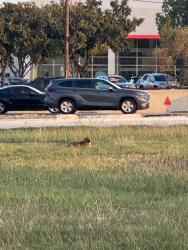Found/Stray Unknown Dog last seen Rockwall County Library, Rockwall, TX 75087