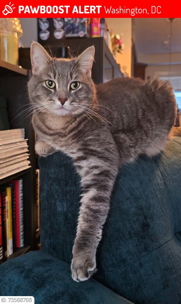 Lost Male Cat last seen Next to the US Conference of Catholic Bishops Building, Washington, DC 20017