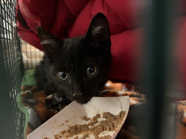 Shelter Stray Male Cat last seen LOWE'S, 11232 B Ave, Auburn, CA 95603, USA