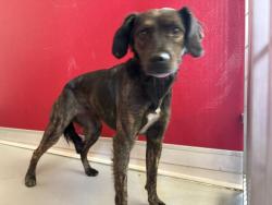 Shelter Stray Female Dog last seen Near BLOCK RANCHO VISTA AVE, LINDSAY, CA, Visalia, CA 93292, USA