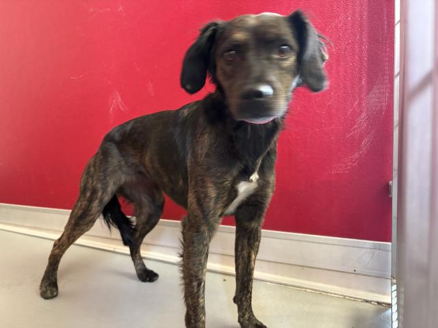 Shelter Stray Female Dog last seen Near BLOCK RANCHO VISTA AVE, LINDSAY, CA, Visalia, CA 93292, USA