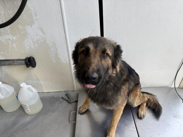 Shelter Stray Male Dog last seen AVE 178, PORTERVILLE, CA, Visalia, CA 93292, USA