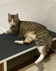 Lost Male Cat last seen Cochrane Avenue, Brampton, ON L6Z 4H4