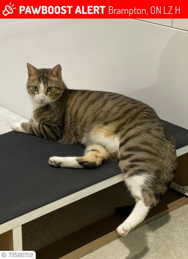 Lost Male Cat last seen Cochrane Avenue, Brampton, ON L6Z 4H4