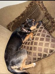 Reunited Female Dog last seen Bob Dr and Clark Rd, North Richland Hills, TX 76180