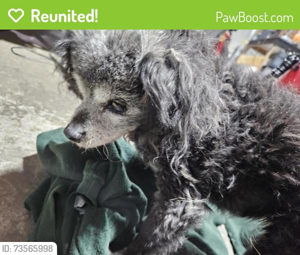 Reunited Female Dog last seen Near stop sign by Devonshire and spring Creek Trail, Spring Creek, TN 38305