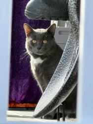 Found/Stray Male Cat last seen Abington st, Worcester, MA 01603