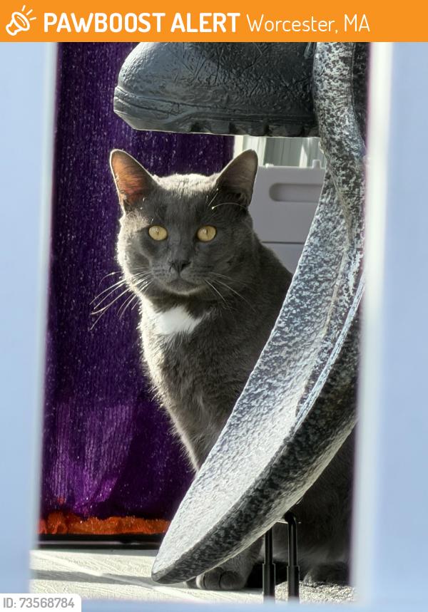 Found/Stray Male Cat last seen Abington st, Worcester, MA 01603