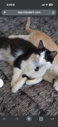 Lost Male Cat last seen 65th, Glendale, AZ 85302
