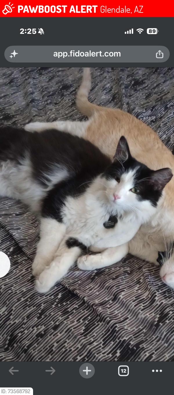 Lost Male Cat last seen 65th, Glendale, AZ 85302