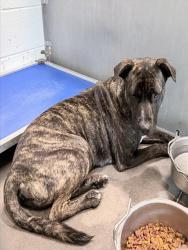Shelter Stray Male Dog last seen JAYHIL DR/JACK PINE ST, MINNEOLA, 12280 County Rd 448, Tavares, FL 32778, USA
