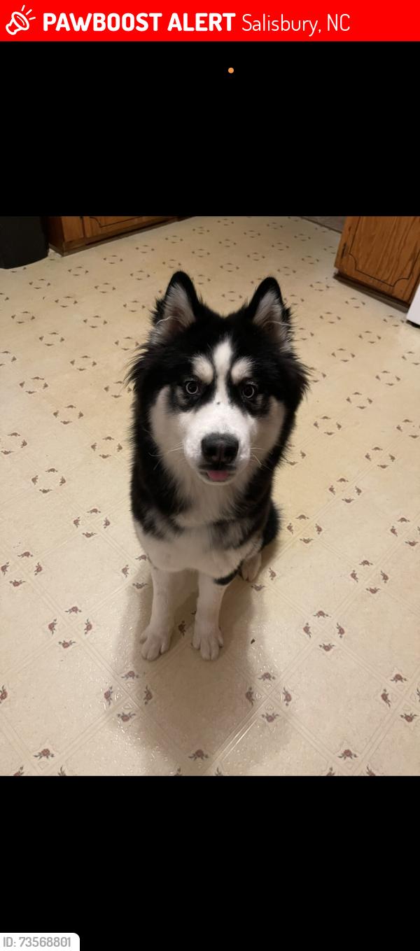 Lost Male Dog last seen Jake Alexander and Stokes Ferry intersection, Salisbury, NC 28146
