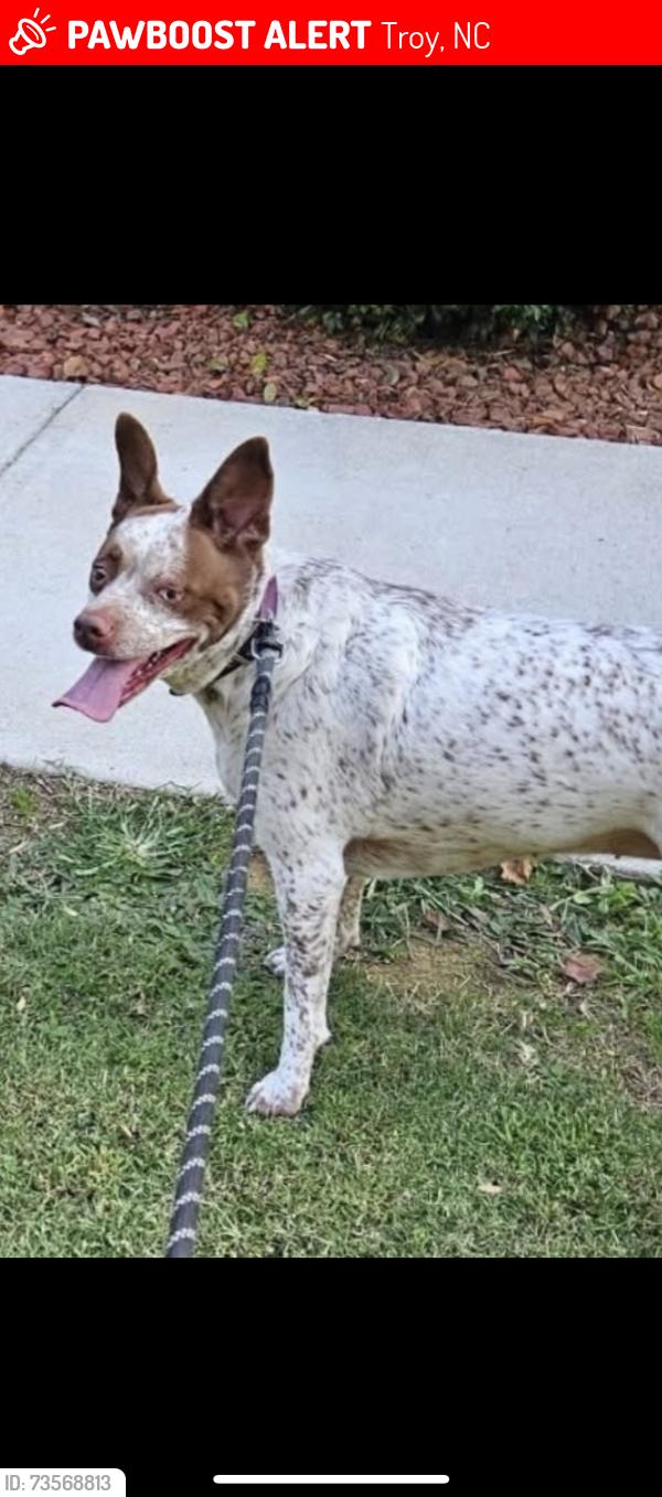 Lost Female Dog last seen Between Hunter’s Glenn and Correll Rd, Troy, NC 27371