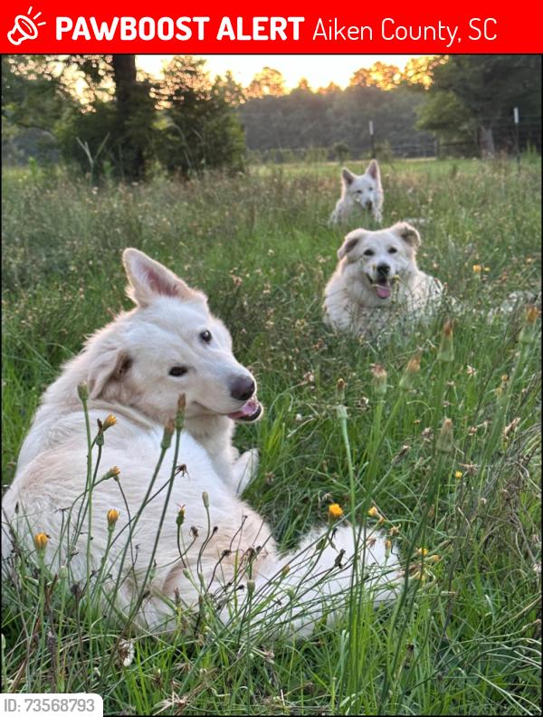 Lost Male Dog last seen Leonard Whetstone Rd & Pooles Cemetery Rod, Aiken County, SC 29137