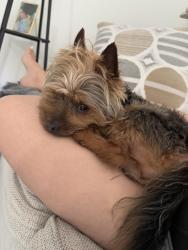 Lost Male Dog last seen Near ave y la 299 st 33033, Homestead, FL 33030