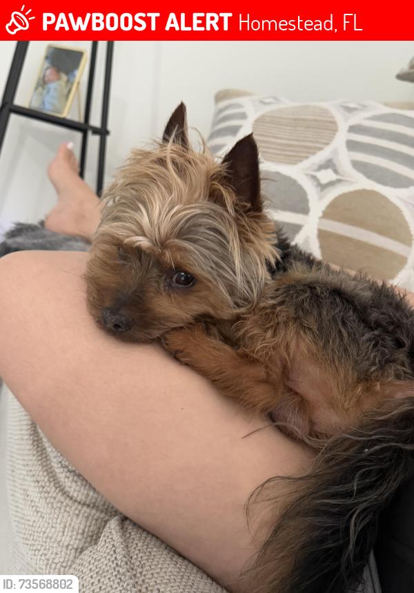 Lost Male Dog last seen Near ave y la 299 st 33033, Homestead, FL 33030