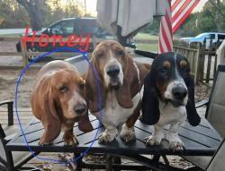 Lost Female Dog last seen Triad Park, Kernersville, NC 27284