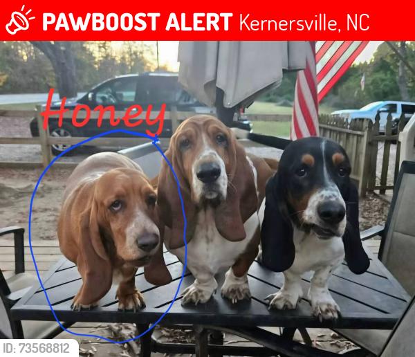 Lost Female Dog last seen Triad Park, Kernersville, NC 27284