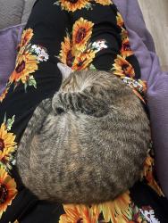 Reunited Female Cat last seen Third yard on Trailwood drive, near Lee Rogers rd, Hubert, NC 28539