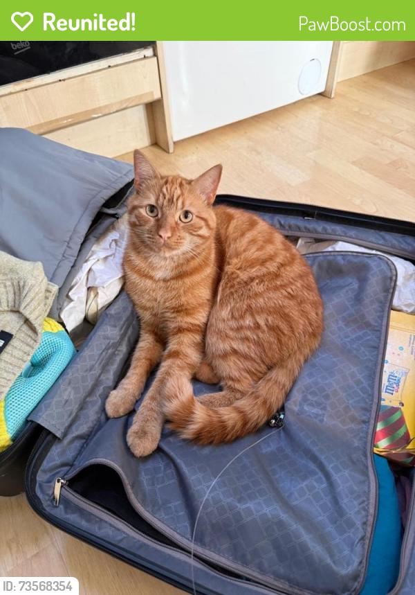 Reunited Male Cat last seen Granville Road and Chandos Road, Royal Tunbridge Wells, England TN1 2NY