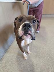 Shelter Stray Male Dog last seen Near BLOCK N 39TH ST, 3528 Newburg Rd, Louisville, KY 40218, USA