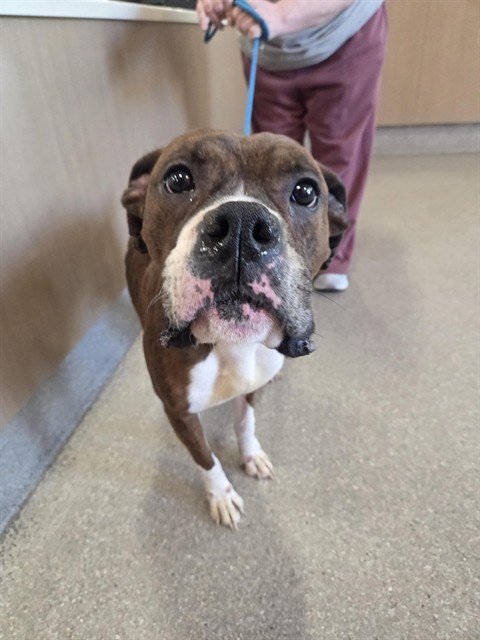 Shelter Stray Male Dog last seen Near BLOCK N 39TH ST, 3528 Newburg Rd, Louisville, KY 40218, USA