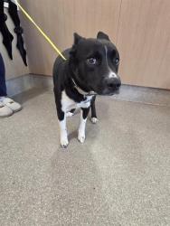 Shelter Stray Male Dog last seen Near BLOCK CRITTENDON DRIVE, 3528 Newburg Rd, Louisville, KY 40218, USA
